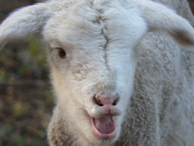 laughing lamb