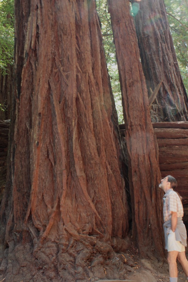Big Basin Redwoods State Park