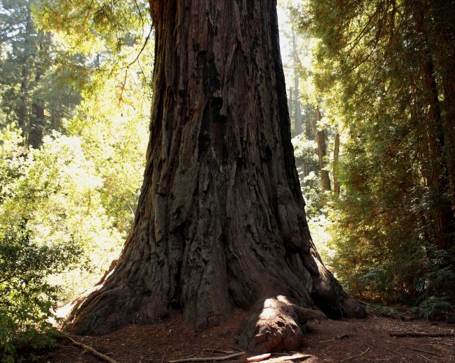 Sequoia sempervirens