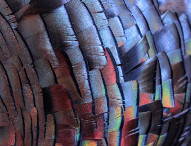 turkey feathers