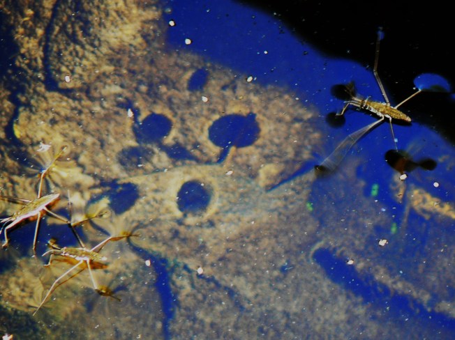 water striders