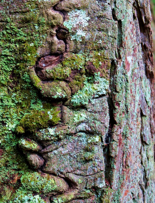 scarring and healing