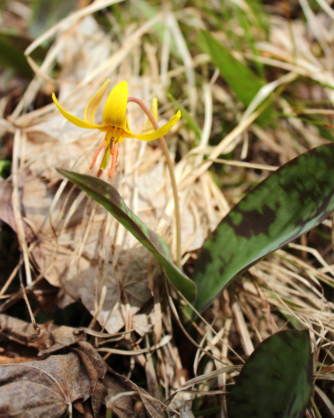 trout lily