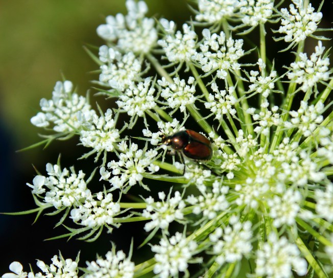 Queen Annes lace
