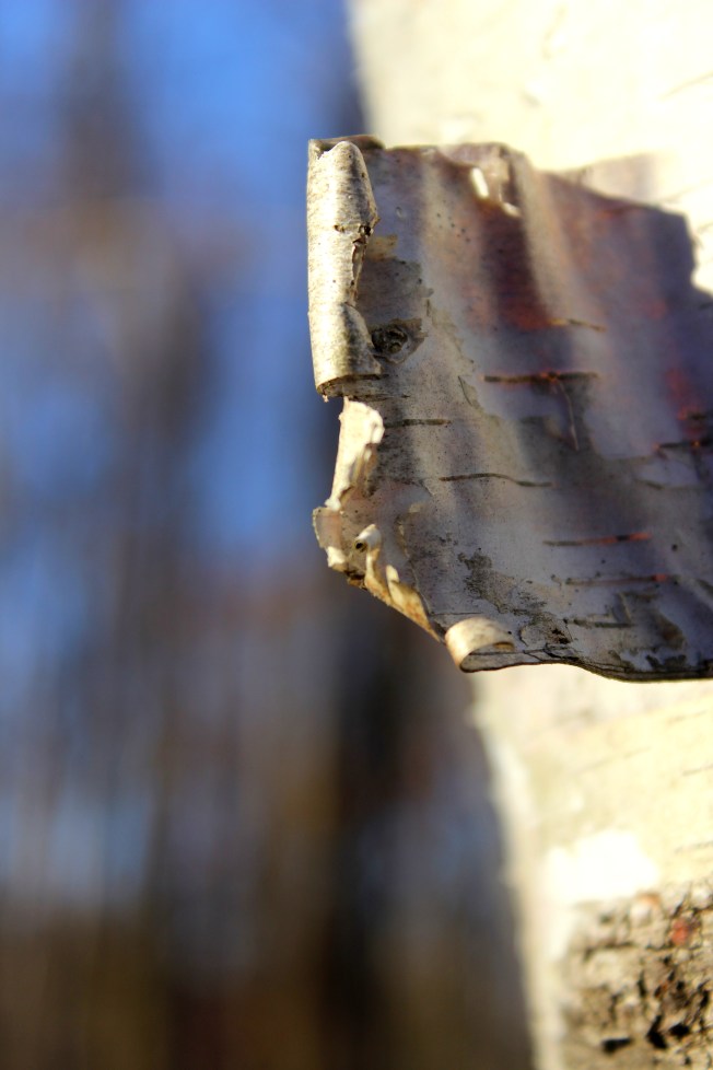 birch-bark