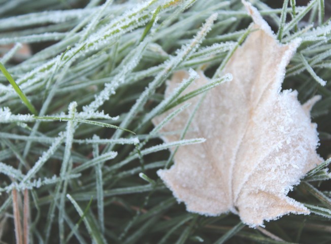 frosted-leaf